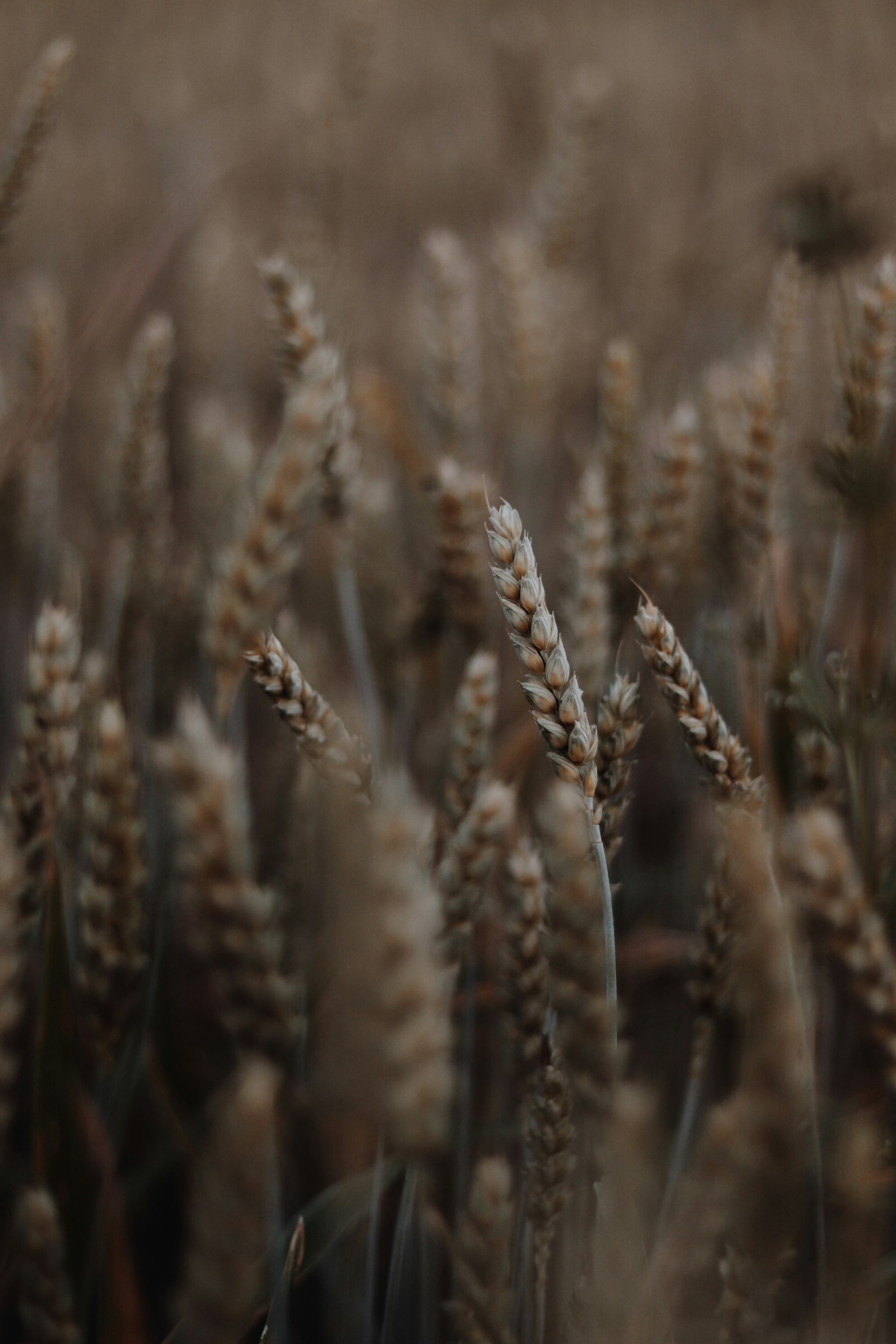 brown wheat in close up photography